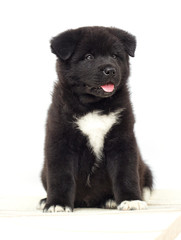 little american akita puppies on white background