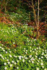 Obraz premium buschwindröschen im auwald