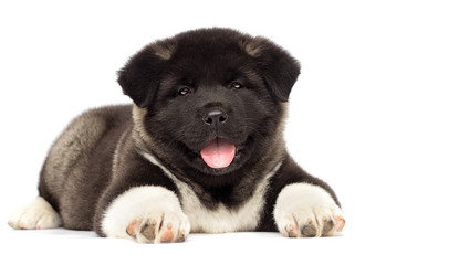 little american akita puppies on white background