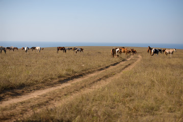 horses in the steppe