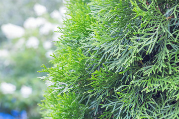 Fototapeta na wymiar Coniferous green tree for background