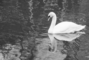 Artistic black and white photo of a white swan swimming alone in a lake. Concept of sadness, loneliness and misery. 