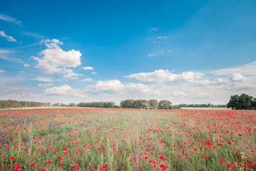 red poppy field