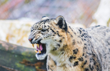Large snow leopard with open mouth and big fangs held captive in a zoo. Sign of aggression ,defending territory behavior and intimidating opponents. Vulnerable species.