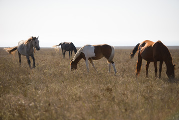 Fototapeta na wymiar horses in the steppe