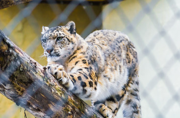Obraz premium Big and rare snow leopard stretching on a log showing it's large paws and claws. Animal held captive in a zoo cage. 