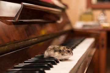 A beautiful little gray hamster sits on a piano and thinks how to escape from there