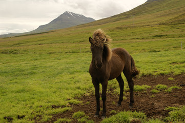 A scenic nature landscape of a beautiful Icelandic horse in the field in northern Iceland