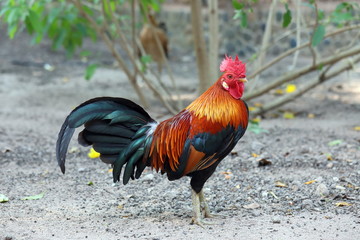 Adult cock with bright plumage in the Kingdom of Thailand