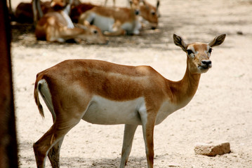 impala in india