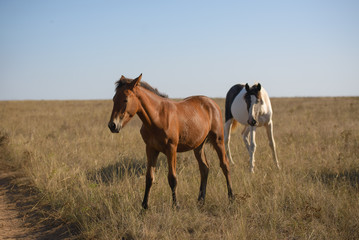 Fototapeta na wymiar horses in the steppe
