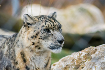 Portrait of a rare and beautiful snow leopard with spotted brown fur. Vulnerable species. Big and wild feline.