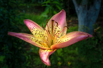Beautiful red lily flower on black background in garden.