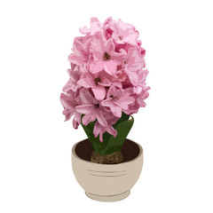 Hyacinth flower in a vase