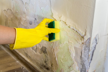Hand with yellow rubber protection glove and sponge wiping a damaged wall from toxic mold...