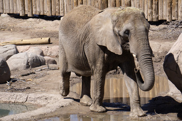 Naklejka premium elephant in the zoo