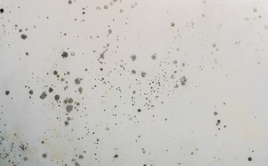 Toxic mold growing and developing on a white wall. Black spots and stains of fungus bacteria....