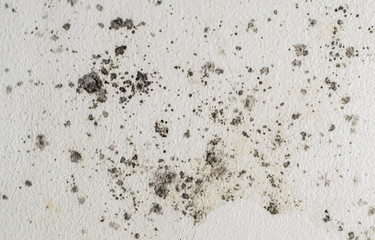 Black spots of toxic mold and fungus bacteria growing on a white wall. Concept of condensation,...