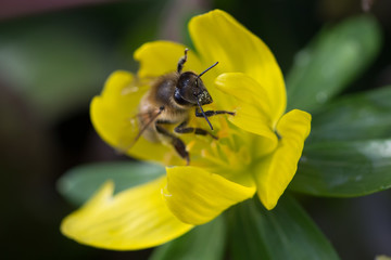 Biene auf gelber Blüte