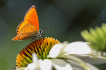 Oranger Schmetterling auf Blüte