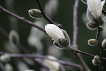 Knospe einer Magnolie