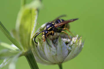 Wespe auf Blüte