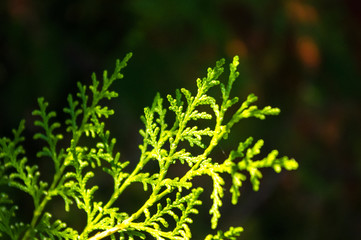Incense cedar tree Calocedrus decurrens branch close up.