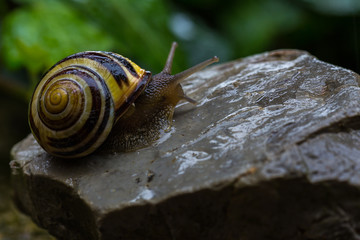 Schnecke auf Stein