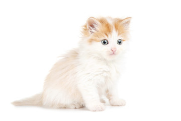 Cute kitten isolated on white background