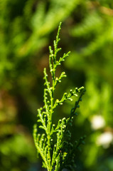 Incense cedar tree Calocedrus decurrens branch close up.
