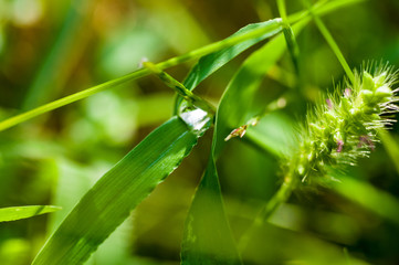 Drops of water on the green grass after rain, macro