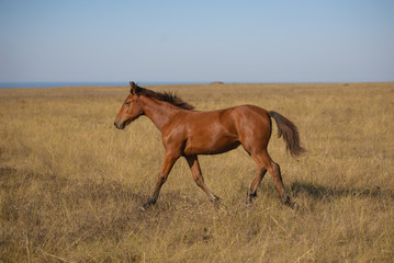 brown horse in the field