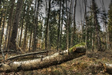 woods