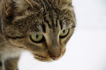 A cat with a tiger coloring and green eyes