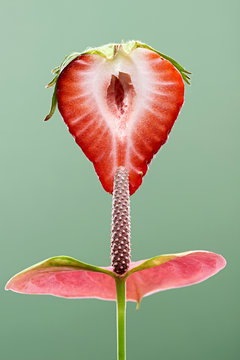 Cross section of strawberry with laceleaf against green background