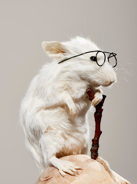 Close up of laboratory mouse against gray background