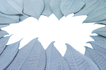 The leaves are Blue on a white background. creative layout made at phuket Thailand