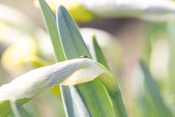 Obraz premium blatt mit tier