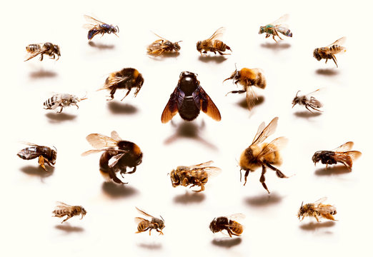 Types of bees against white background