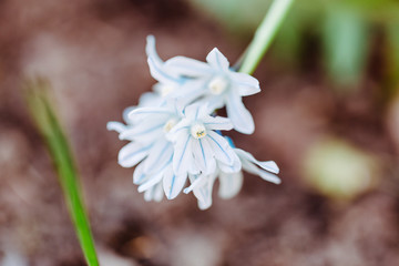 weiße blüten