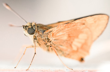 macro bug