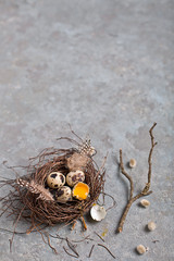Naklejka na ściany i meble Quail Easter eggs on grey background with willow branch