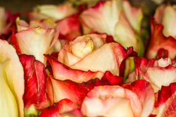 Beautiful large bouquet of yellow-red roses. Nature. close up, selective focus