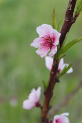 Fiore di pesco