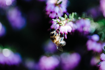 lila Blüte mit Wespe