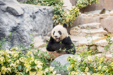 Panda bear - Image