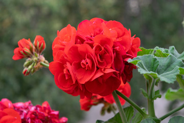 red rose in garden