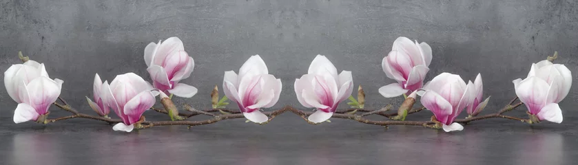 Fotobehang Magnolia tak panorama geïsoleerd op antraciet achtergrond - panorama banner long © Corri Seizinger