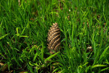 pinecone