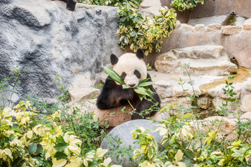 Obraz premium Panda bear - Image